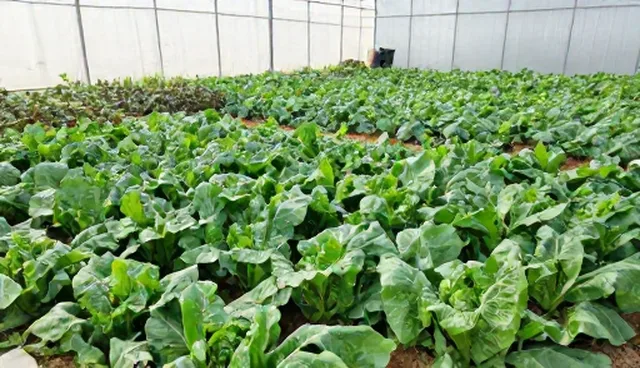 智能化种植技术指导：选型与使用建议